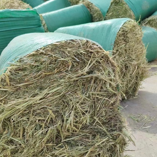 玉门市小包燕麦草批发 甘肃燕麦草小捆批发 专业批发燕麦草 燕麦