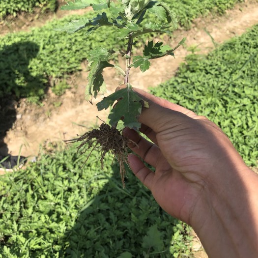 歙县黄山优质菊花种苗