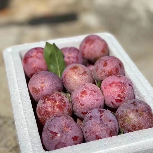 信宜市钱排三华李-精品果。上色80%以上。￼￼￼￼￼