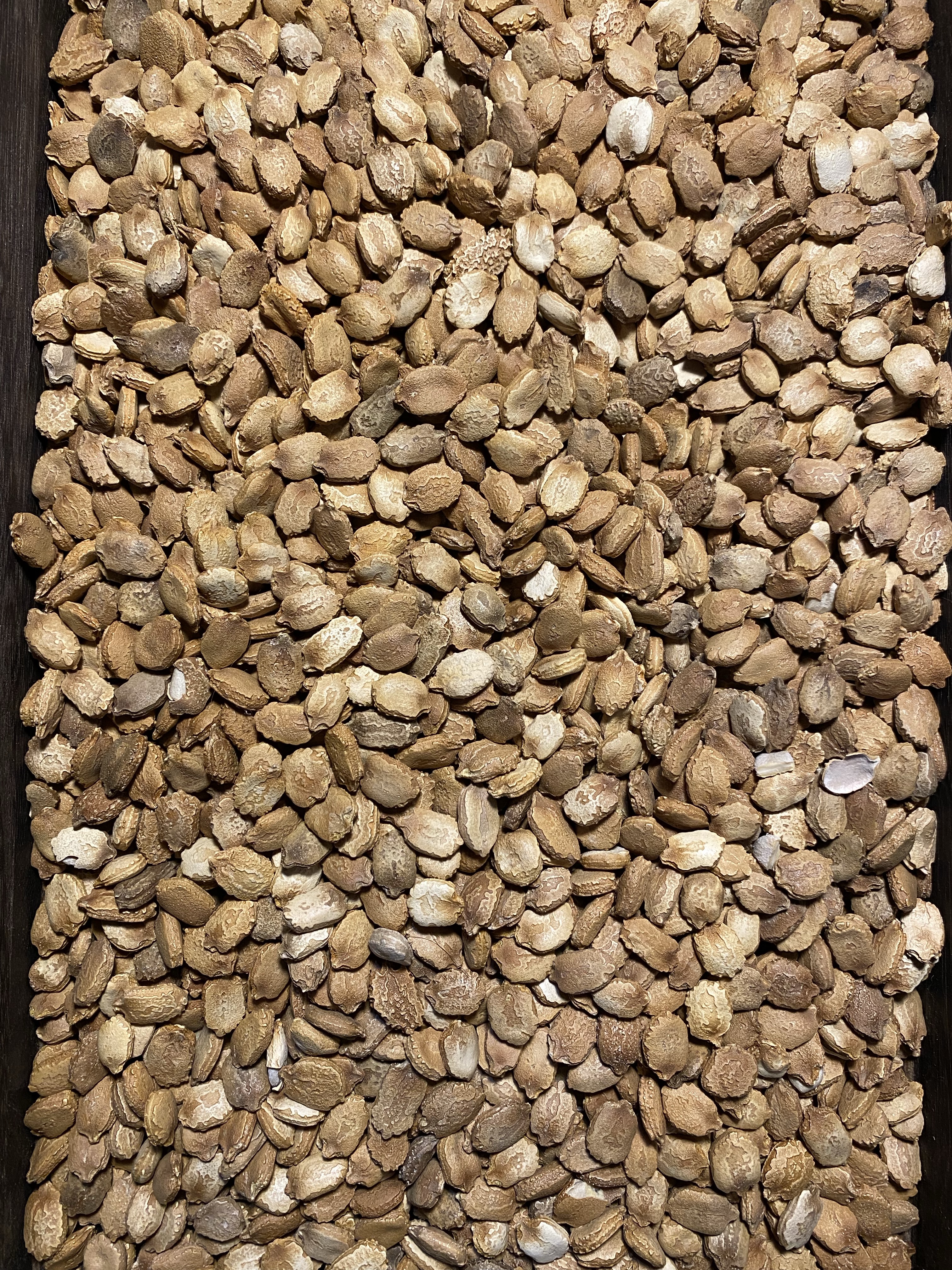 2024年新货中药苦瓜籽 可打苦瓜籽粉 精选