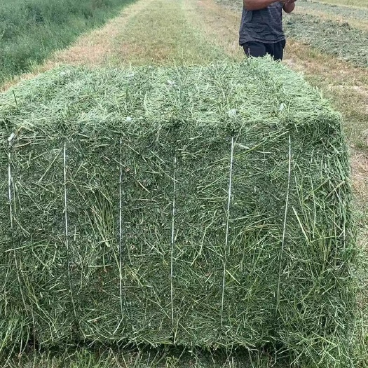 察布查尔苜蓿草