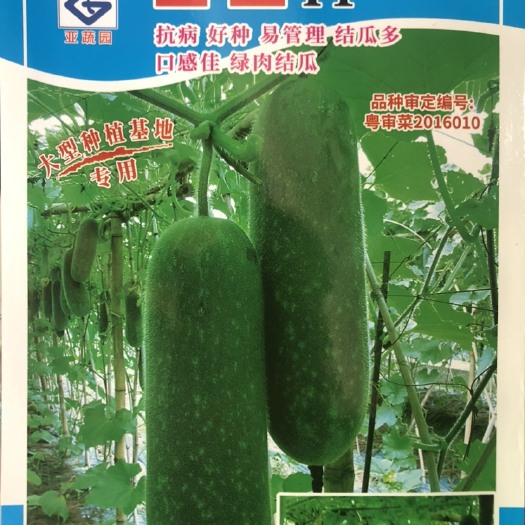 平远县亚蔬园宝玉绿节瓜种子 瓜色嫩绿 瓜肉翡翠绿肉 致密易种易管理