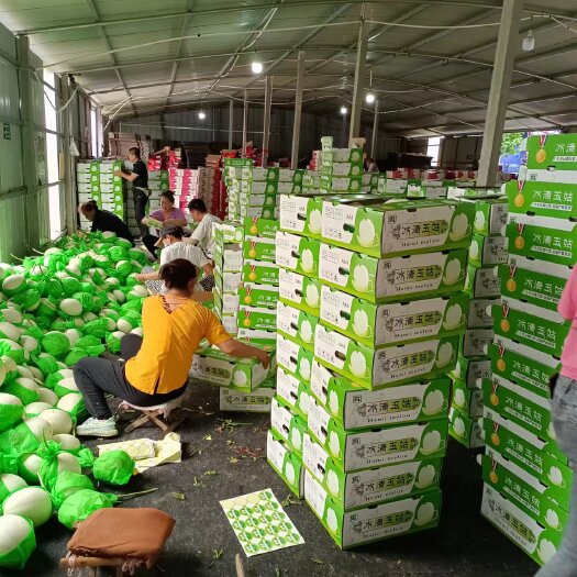 寿光市玉姑白瓜绿肉甜瓜，个头大糖度高，