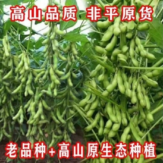 高山新鲜毛豆角，颗粒饱满，颜色翠绿，现摘现发。