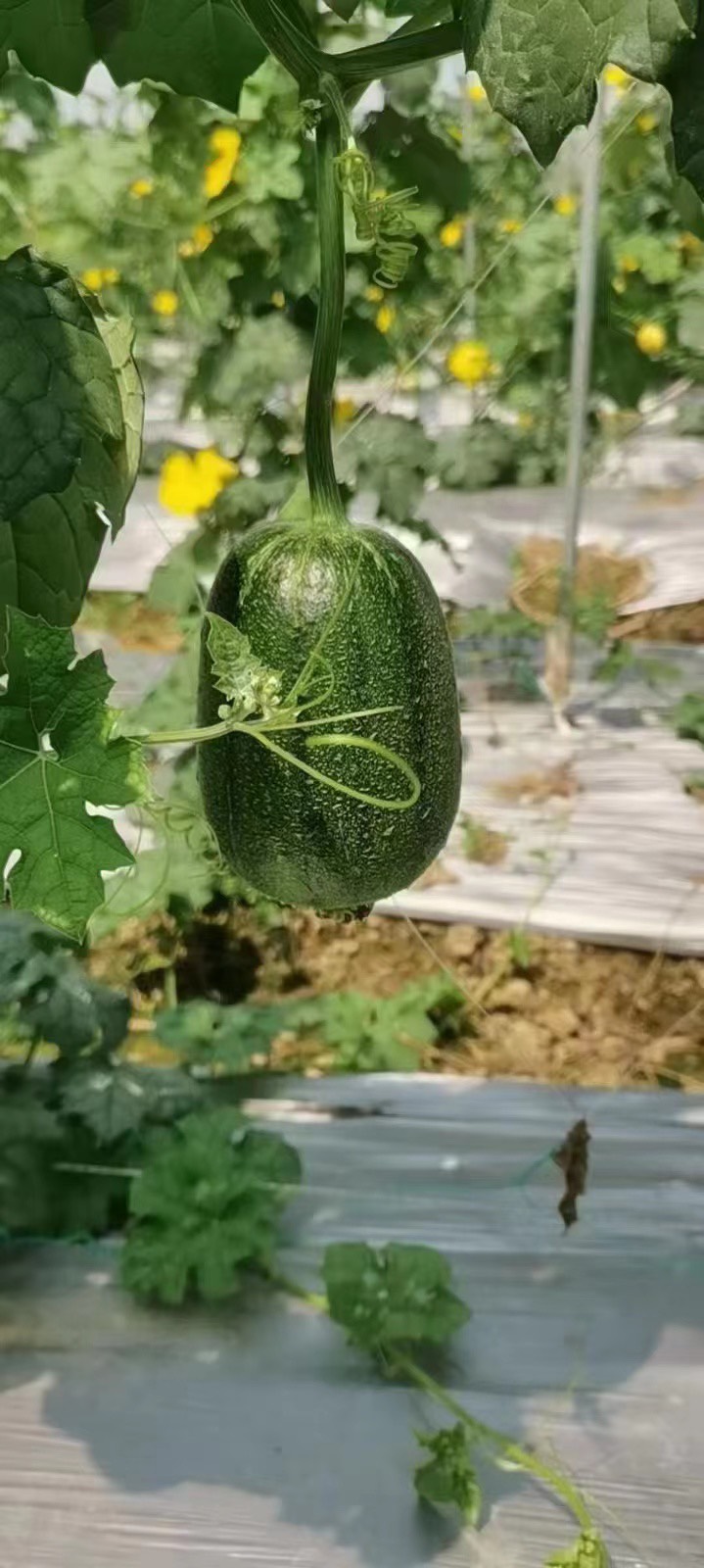蘋果絲瓜 菜瓜 白肉絲瓜