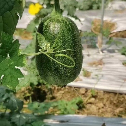 漳州苹果丝瓜 菜瓜 白肉丝瓜
