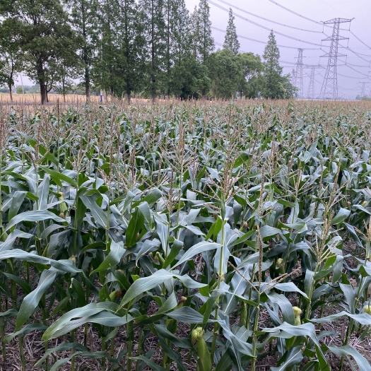 嘉善县自家露天种植甜糯玉米