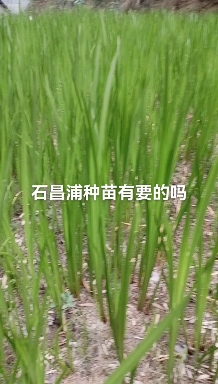 水菖蒲