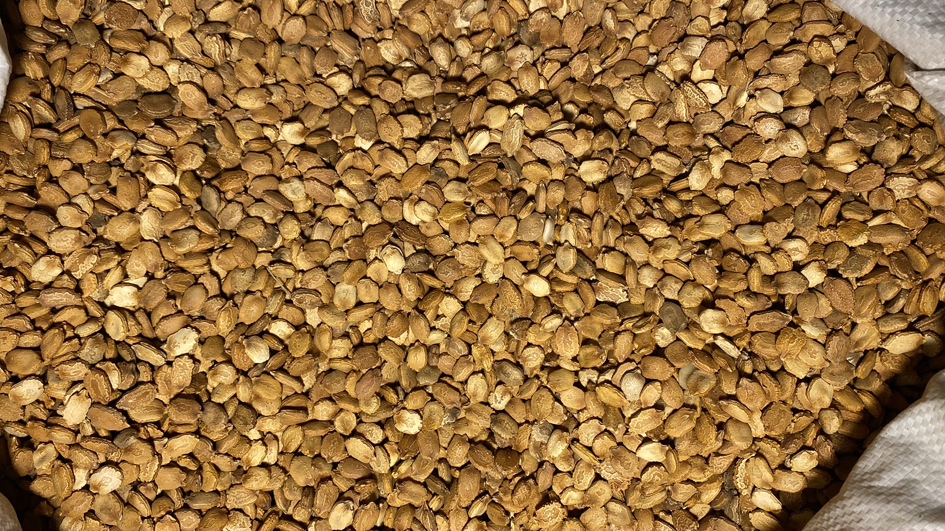 2024年新货中药苦瓜籽 可打苦瓜籽粉 精选