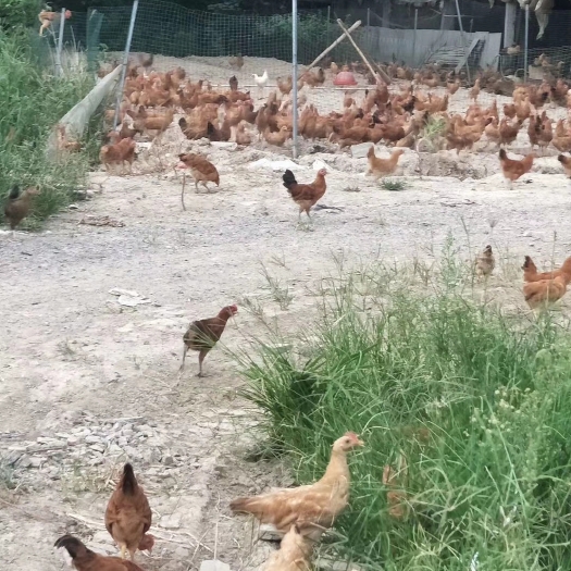 监利市湖北监利江汉土鸡出售规格1.5-2斤