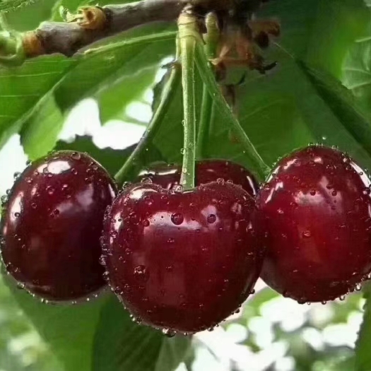 茂县红灯樱桃
