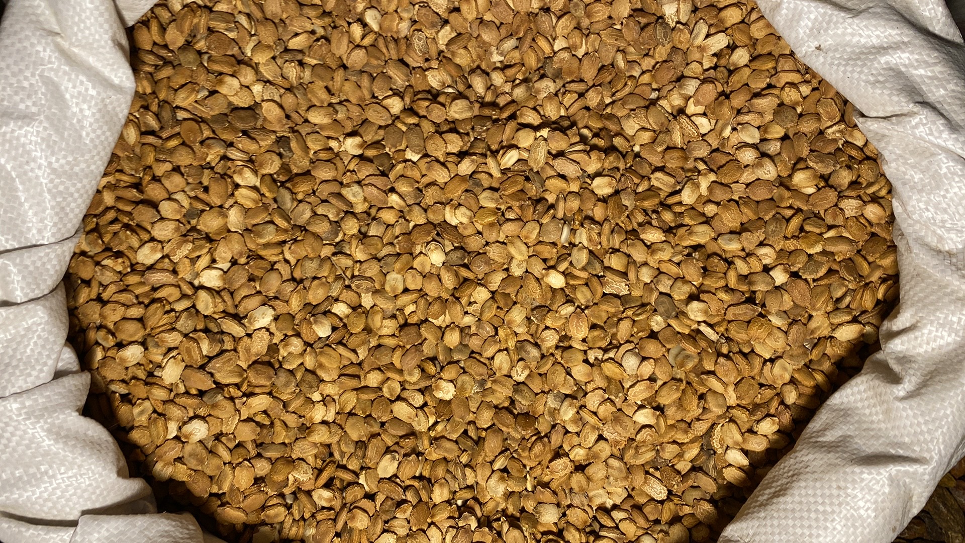 2024年新货中药苦瓜籽 可打苦瓜籽粉 精选