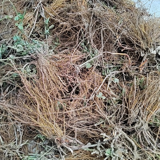 广宗县农村纯茜草，人工挖，品质好