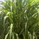 泸县聚能高能牧草，基地直供，