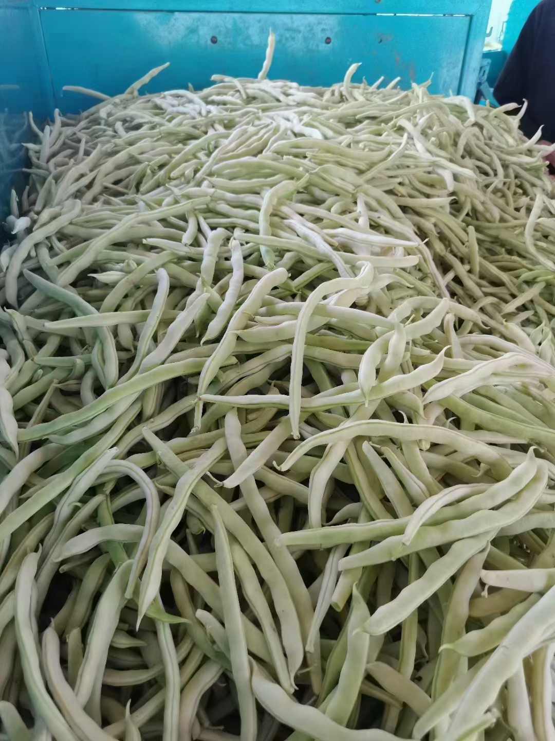 博爱县白云豆大量有货，价格不高。货品美丽，需要联系