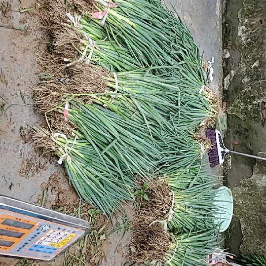 太康县小葱