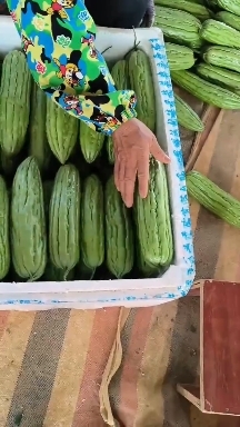 扶绥县苦瓜