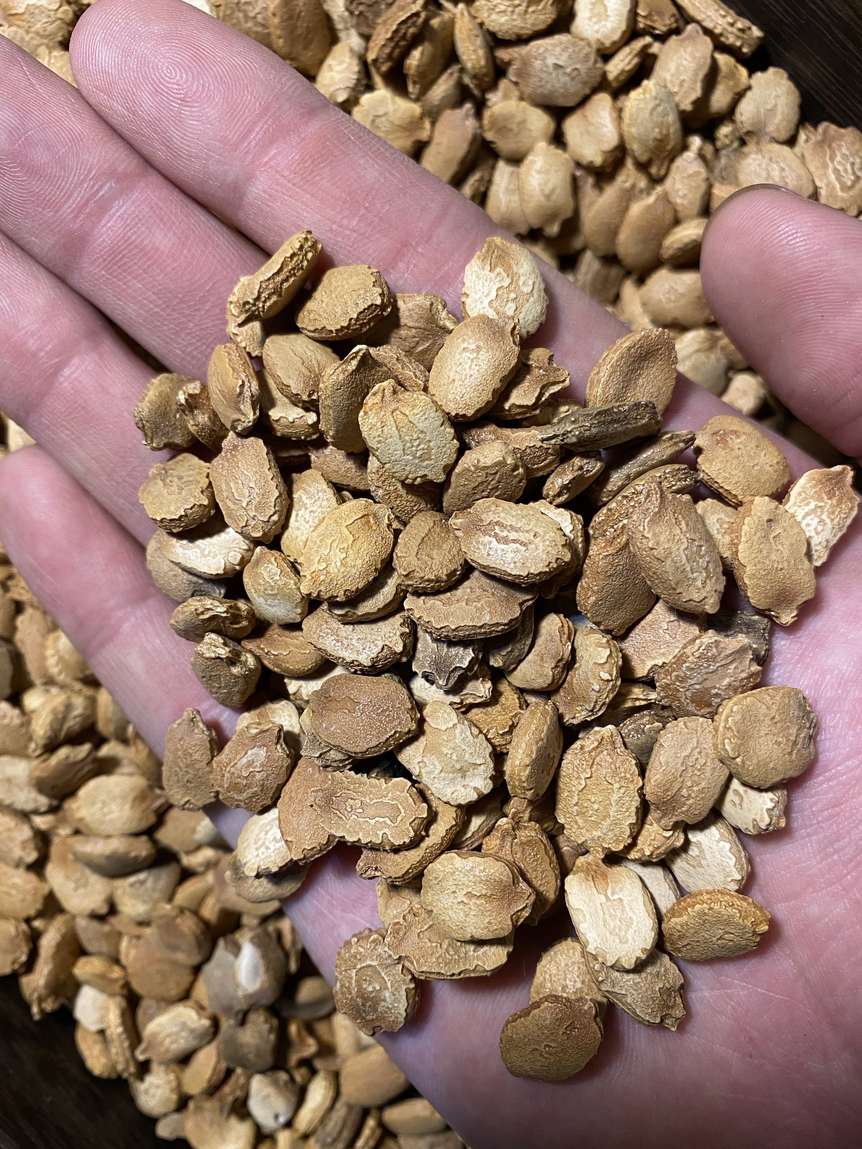 2024年新货中药苦瓜籽 可打苦瓜籽粉 精选