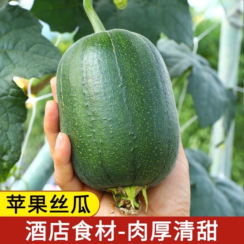 蘋果絲瓜 菜瓜 白肉絲瓜