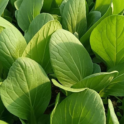 峡江县精品上海青。绿色蔬菜
