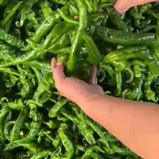 西安西安精品螺丝椒大量有货