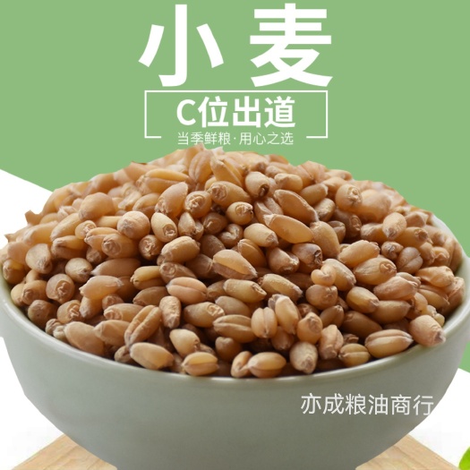 小麦批发 带皮白小麦25kg 山东小麦杂粮