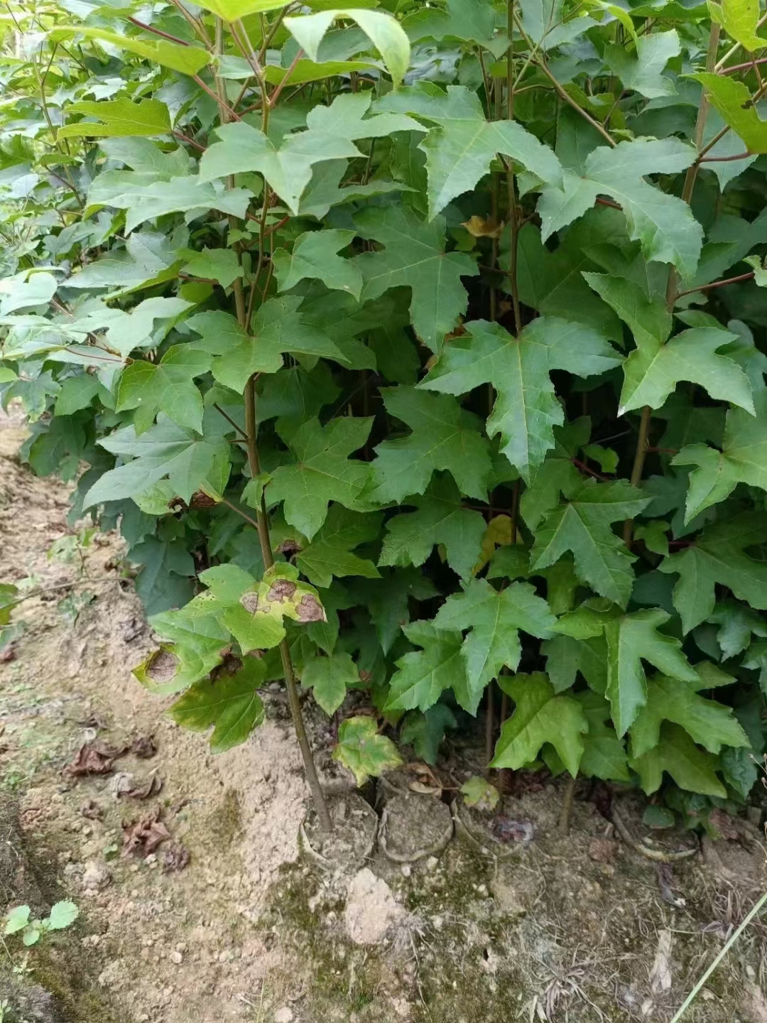 0.7公分枫香杯苗