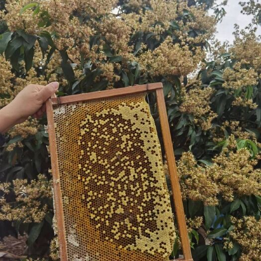 广东农家百花蜜龙眼荔枝蜜