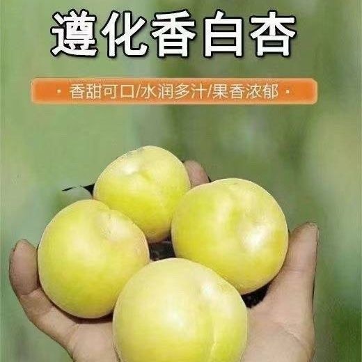 遵化市2023香白杏产地直发，货源充足