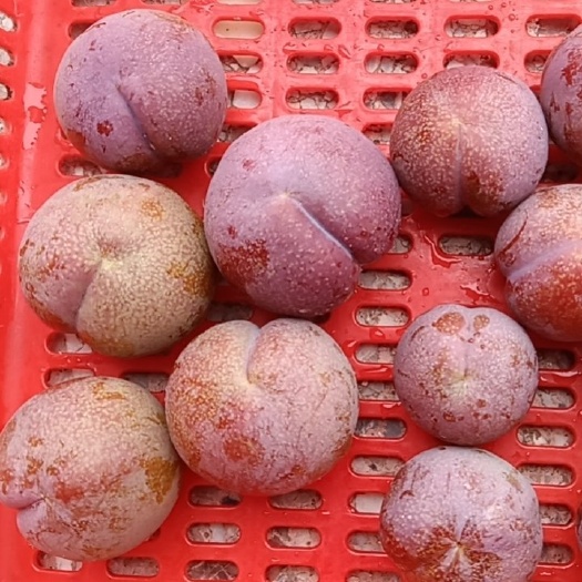 紫金县三华李大量上市