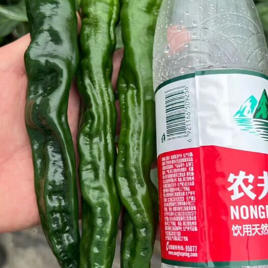 丰县香辣大黑皱皮，皮薄肉脆，适合饭店，商超，市场