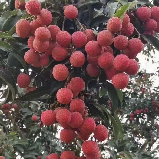 高州市荔枝