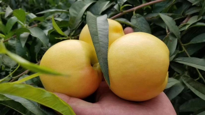 蒙阴县山东临沂蒙阴各种品种黄桃即将上市，有需要的可以提前联系我
