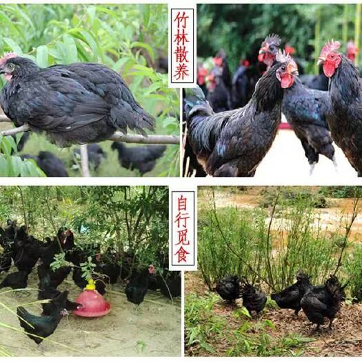 广州五黑鸡，麻羽鸡，黑羽鸡，绿壳蛋鸡苗