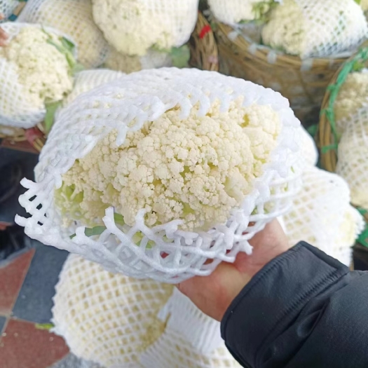 通许县松花菜，产地优选，大量供货中