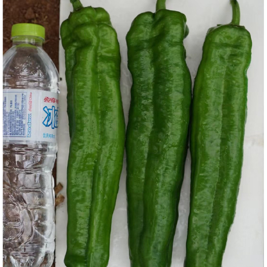丰县薄皮泡椒，皮薄肉厚，二薄皮，适合商超，市场
