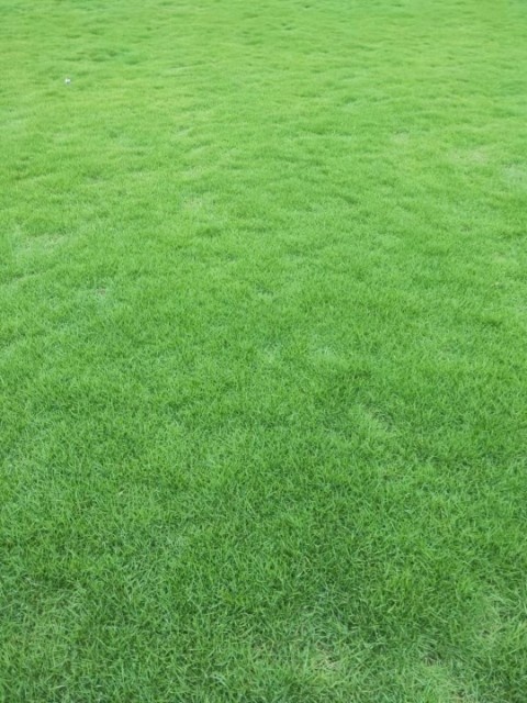 武汉草 基地直销  优质草皮 耐旱耐践踏 成坪快 易管理