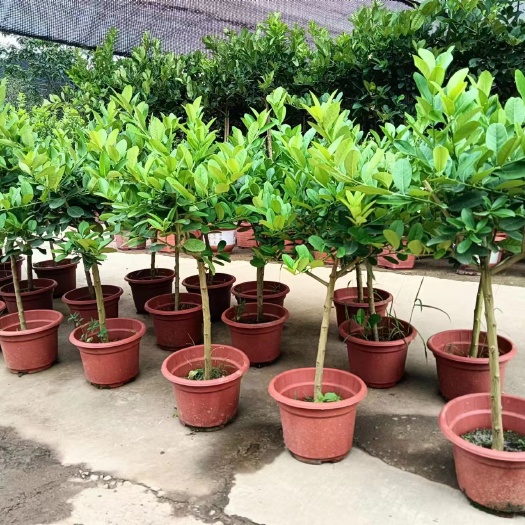 果树棒棒糖盆栽带花带果发货新鲜大型绿植果树盆栽净化新鲜空气居