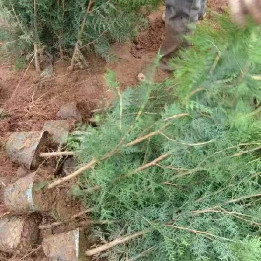 周至县侧柏苗  各种规格侧柏杯苗