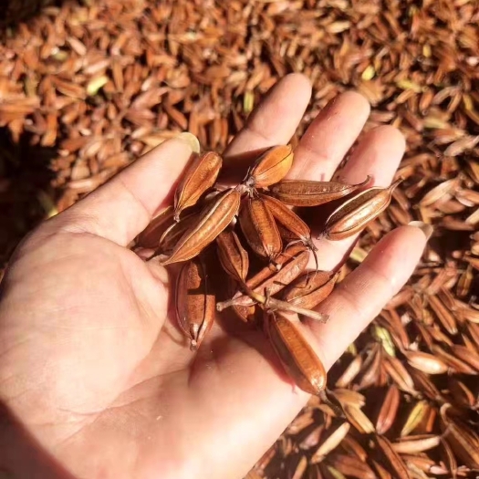 成都白及果夹