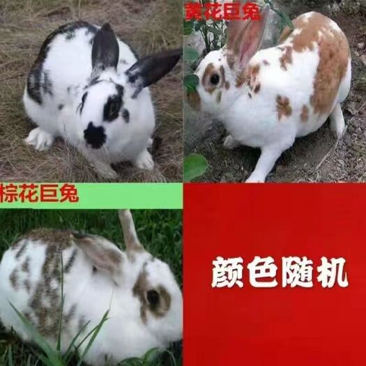普通人肉兔