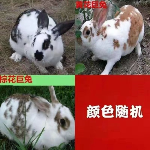 遂平县普通人肉兔