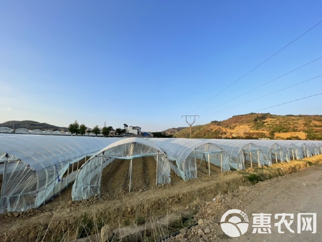 夏黄白，冬黄白，小白菜