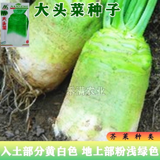 原包装正品本地大头菜种子芥菜籽榨菜腌制咸菜秋季蔬菜种子