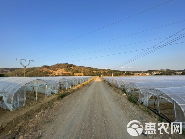 夏黄白，冬黄白，小白菜