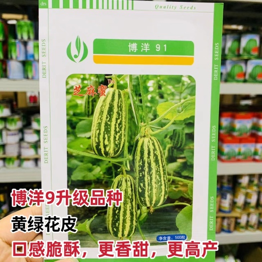 沭阳县博洋9号甜瓜种子正宗天津德瑞特博洋91号甜瓜种子正品芝麻蜜瓜