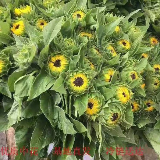 昆明向日葵鲜花
