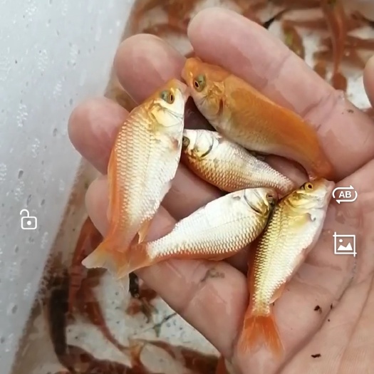 红鲤鱼苗，可食用红鲤鱼