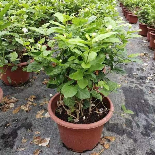 横州市横县茉莉花盆栽