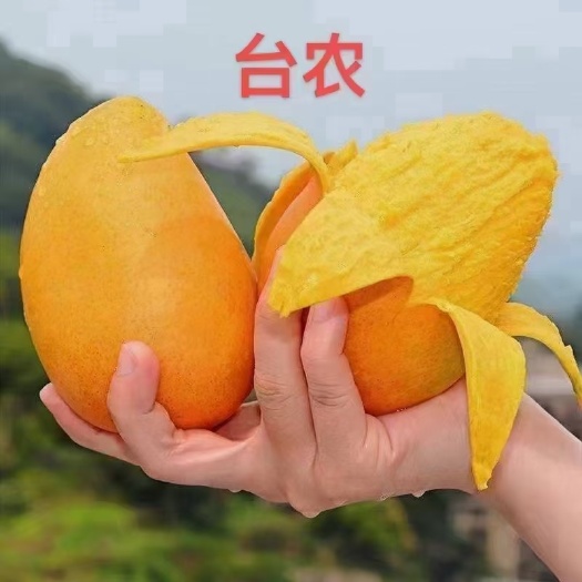 广西百色芒果产地直发超甜大台农
